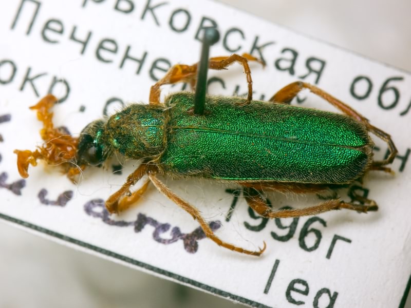 Cerocoma schreberi Fabricius, 1781